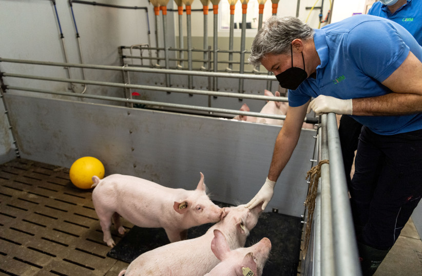  Eckhard Wolf from the Chair of Molecular Animal Breeding and Biotechnology of Ludwig-Maximilians-University Munich plays with a pig in a barn of the of Ludwig-Maximilians-University Munich at the Badersfeld bog test farm in Oberschleissheim, Germany, January 24, 2022 (credit: REUTERS/Lukas Barth)