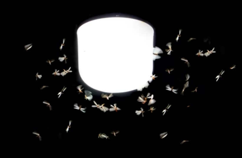  Insects congregating by a lightbulb (photo credit: Walla)