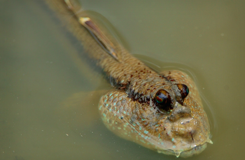 A mudskipper is seen in a mangrove swamp at a nature park in Kuala Selangor, 90 km (56 miles) west of Kuala Lumpur, June 10, 2005. Commercial farmers are turning swamps into shrimp farms and threatening a delicate ecosystem that is home to hundred of species, environmentalists say. Picture taken on (photo credit: REUTERS)
