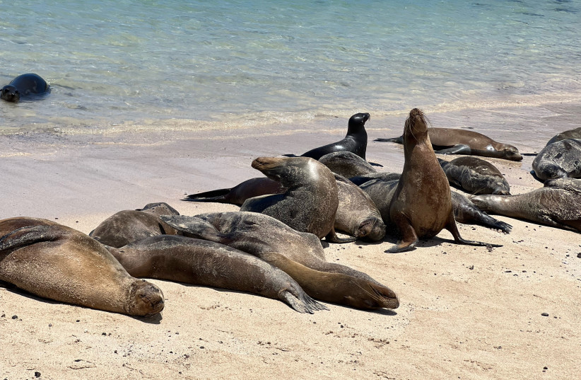  SEA LIONS sun themselves in the Galapagos. (credit: BRIAN BLUM)