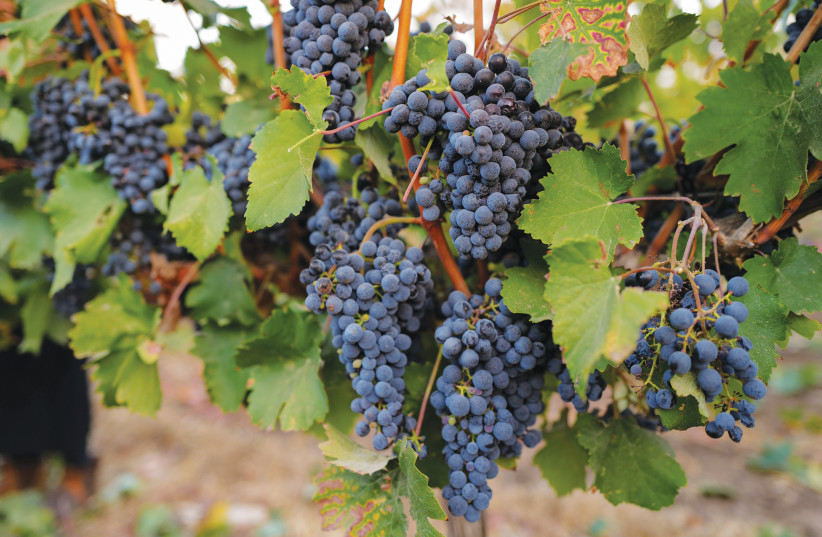  ‘GIFTS OF the poor’: What are the nuances when growing grapes?  (photo credit: MICHAEL GILADI/FLASH90)