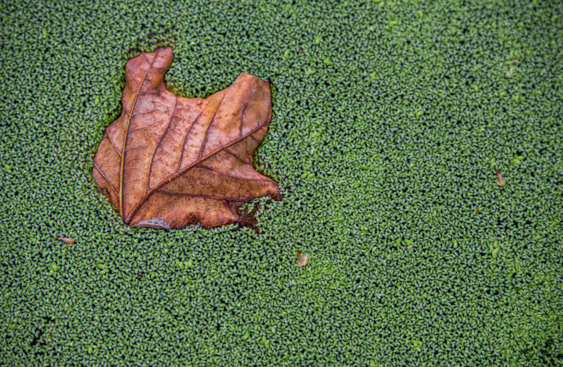  A LEAF is not the tree but is part of the tree.  (photo credit: YAHAV GAMLIEL/FLASH90)