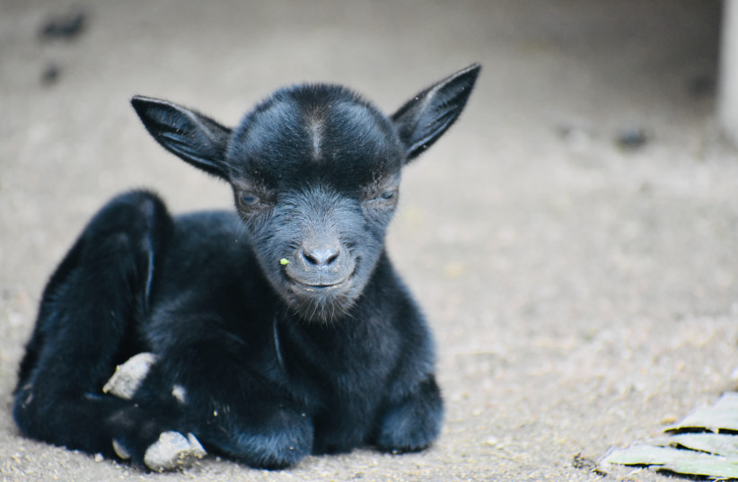  A baby goat (Illustrative). (credit: PEXELS)