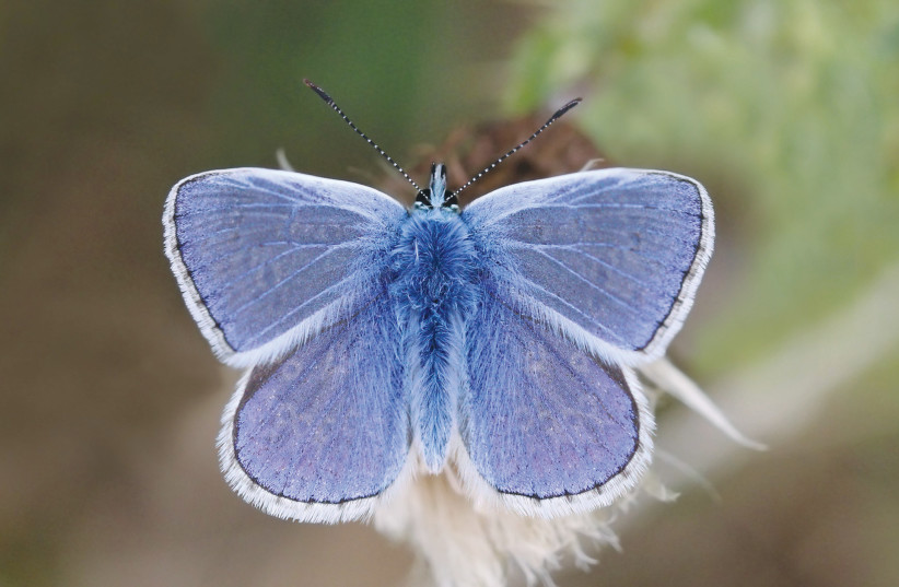  A MALE Common Blue Butterfly, a newly-named natural symbol of Israel.  (photo credit: Charles J. Sharp/Wikipedia Commons)