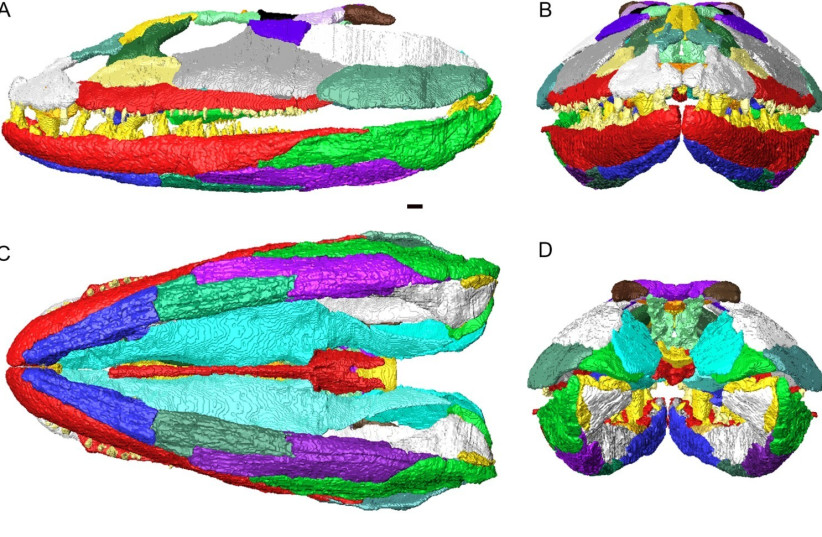 3D reconstruction of the cranium and lower jaws of Crassigyrinus scoticus in articulation. (photo credit: Laura B. Porro, Emily J. Rayfield and Jennifer A. Clack/Journal of Vertebrate Paleontology)
