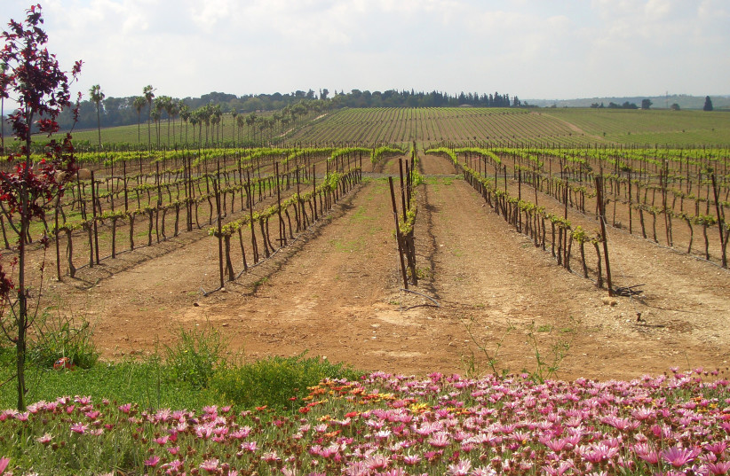  THE COUNTRY’S largest vineyard lies next to Barkan Winery. (photo credit: BARKAN WINERY)