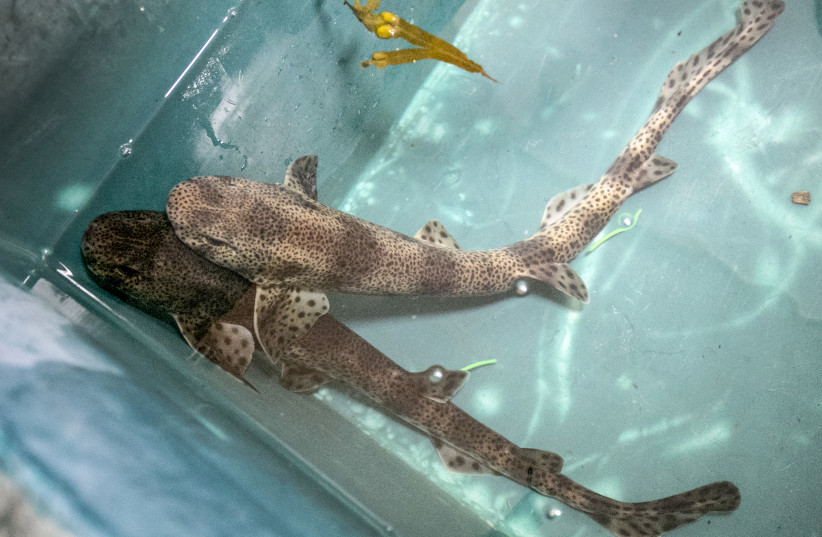 Two spotted catsharks are seen in a container prior to being released into the sea into the sea off Sweden's West Coast, August 3, 2015. (photo credit: REUTERS/Bjorn Larsson Rosvall/TT News Agency)