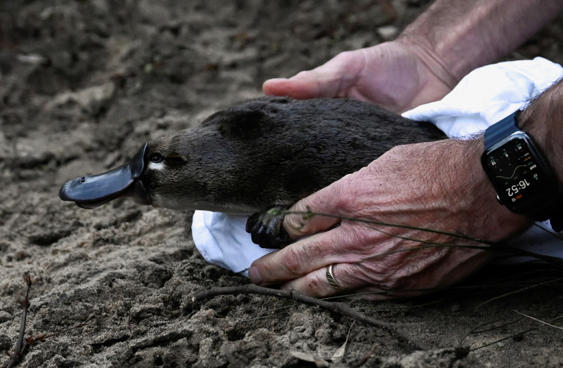 A platypus is released by CEO of Taronga Zoo Cameron Kerr and Scientists back into Sydney's Royal National Park for the first time in over fifty years, in Sydney, Australia, May 12, 2023.  (photo credit: JAIMI JOY/REUTERS)
