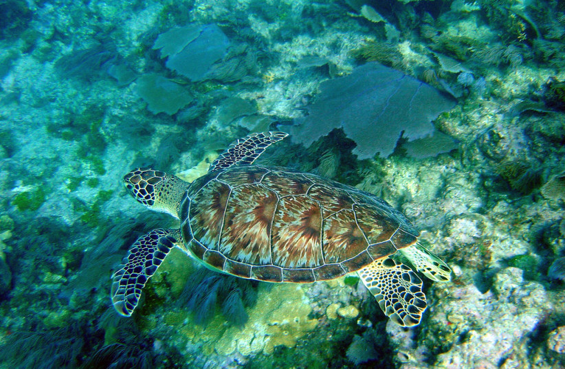 Hawksbill Turtle swimming in the Florida Keys (credit: FLICKR)