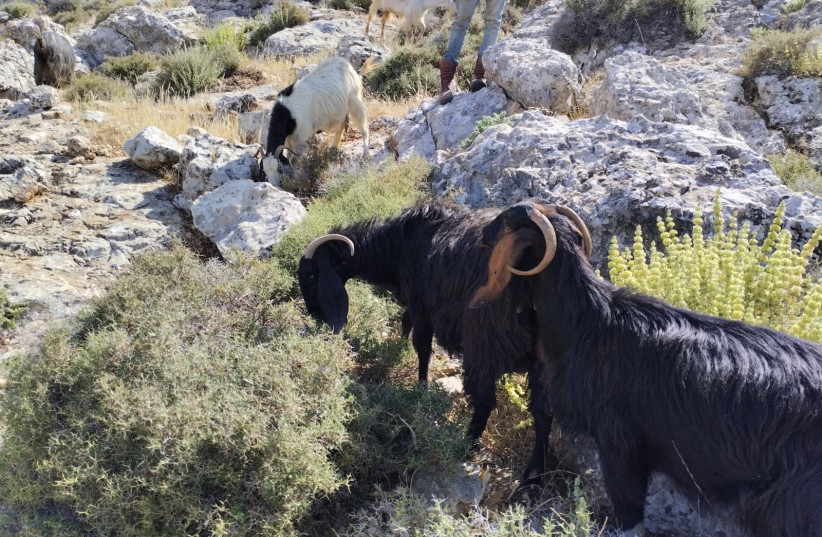  Some of the stolen goats near Kochav Hashahar. (photo credit: ISRAEL POLICE SPOKESMAN)