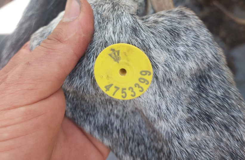  The chip used to identify stolen goats near Kochav Hashahar. (credit: ISRAEL POLICE SPOKESMAN)