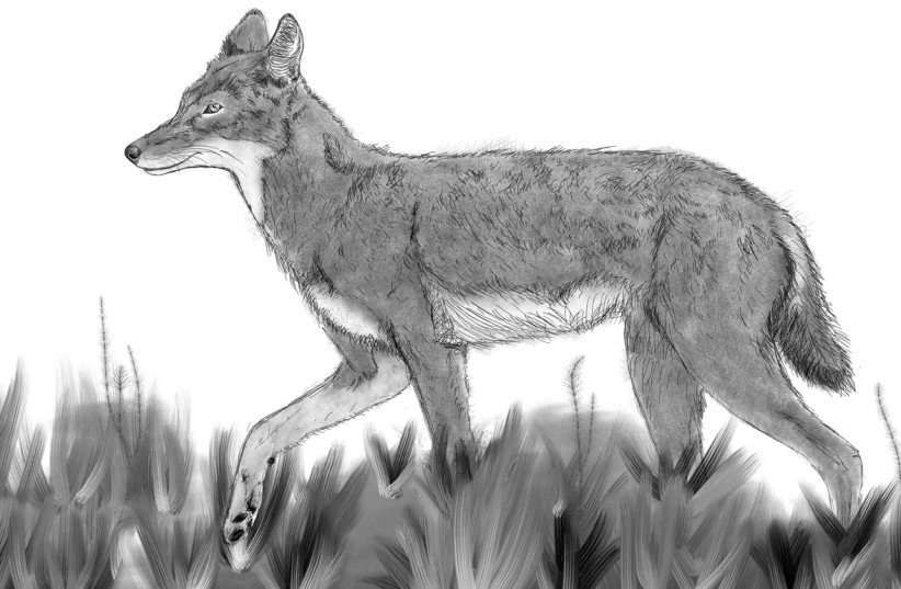  A drawing of an Ethiopian wolf. (credit: Saverio Bartolini-Lucenti/Nature's Communications Biology)