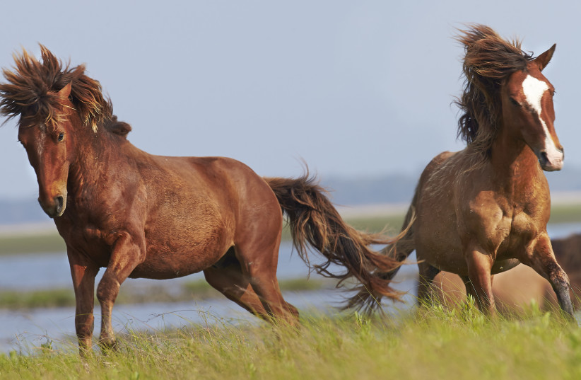  Wild horses in France (credit: Wikimedia Commons)