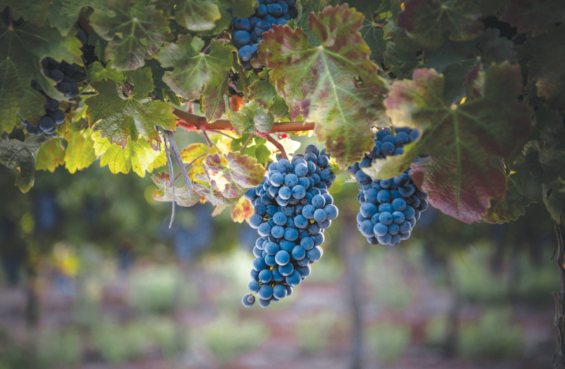  GRAPE VINES at the Gush Etzion Winery vineyard. (photo credit: Gush Etzion Winery)