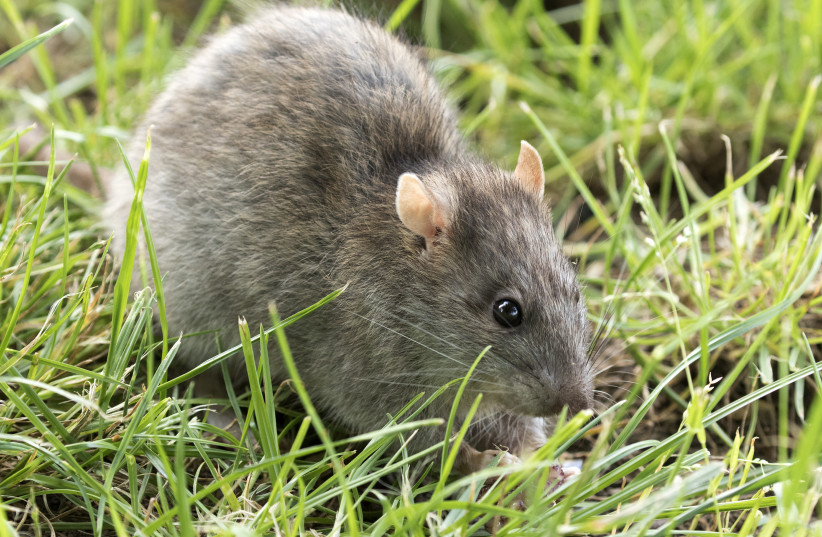  Brown rat (Rattus norvegicus). (photo credit: ZAYNEL CEBECI/WIKIMEDIA COMMONS)