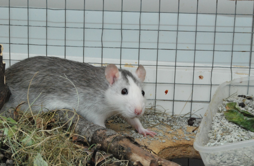  Husky Roan pet rat, female, 7 months old. (credit: Wikimedia Commons)