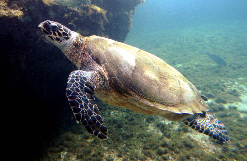  The hawksbill sea turtle (Eretmochelys imbricata) is a critically endangered sea turtle belonging to the family Cheloniidae. (credit: THIERRY CARO/WIKIMEDIA COMMONS)