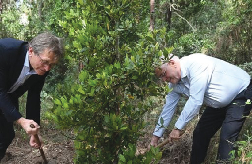  PROFESSOR BERNARD FERINGA (left) and Professor Uri Sivan plant a tree together.  (credit: Rami Shelush/Technion Spokesman’s Office)