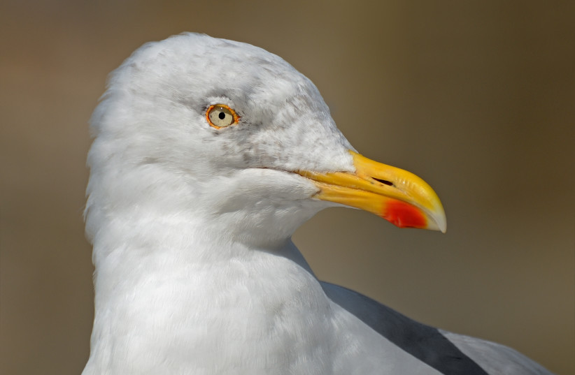  Head of European herring gull (Larus argentatus). (photo credit: Wikimedia Commons)