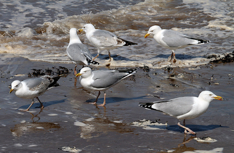  Herring gulls at North Berwick. (credit: Wikimedia Commons)