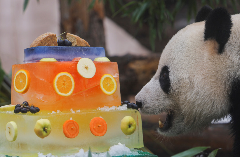 Ru Yi, a male giant panda, enjoys a specially-decorated meal to mark International Panda Day at a zoo in Moscow, Russia, March 16, 2023. (credit: EVGENIA NOVOZHENINA/REUTERS)