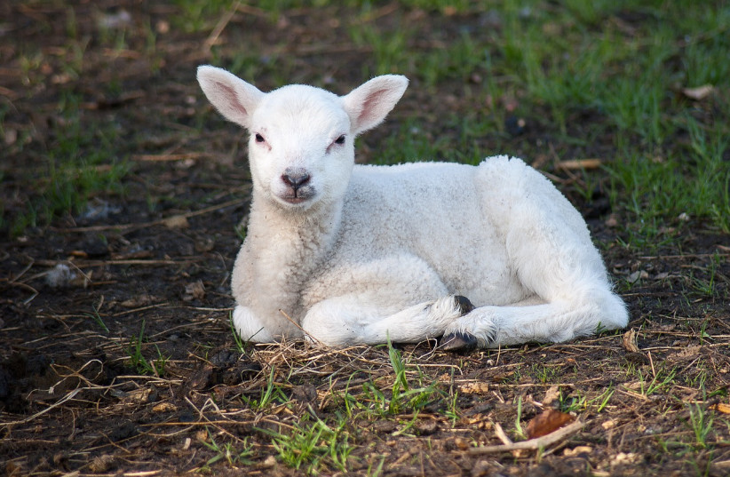  A lamb, a baby sheep (illustrative). (credit: PIXABAY)