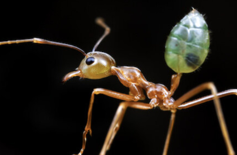 The Australian green ant (credit: CREATIVE COMMONS)