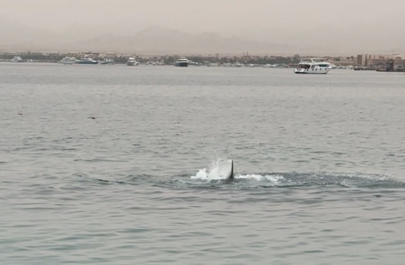 A shark fin is seen above the water during a shark attack in Hurghada, Egypt June 8, 2023, in this still image obtained from a social media video (credit: Grigory Kataev/via REUTERS)