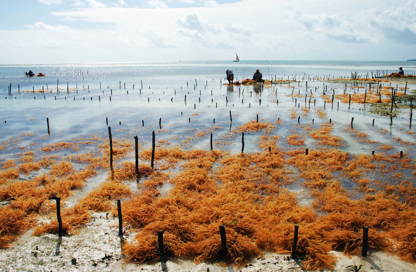  Seaweed farming at Uroa, a fishermen village on Zanzibar's center-east coast. (credit: Wikimedia Commons)