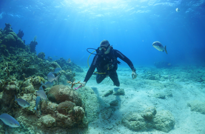  Professional diver and coral reef conservationist Luis Muino cleans the coral nursery from algae in Playa Coral beach, Cuba April 29, 2022 (credit: REUTERS/ALEXANDRE MENEGHINI)
