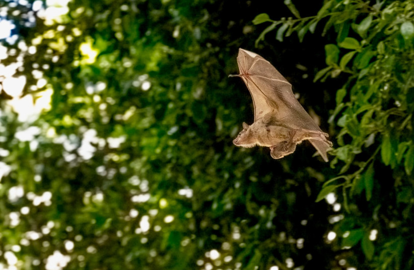  Fruit bat (credit: YUVAL BARKAI)