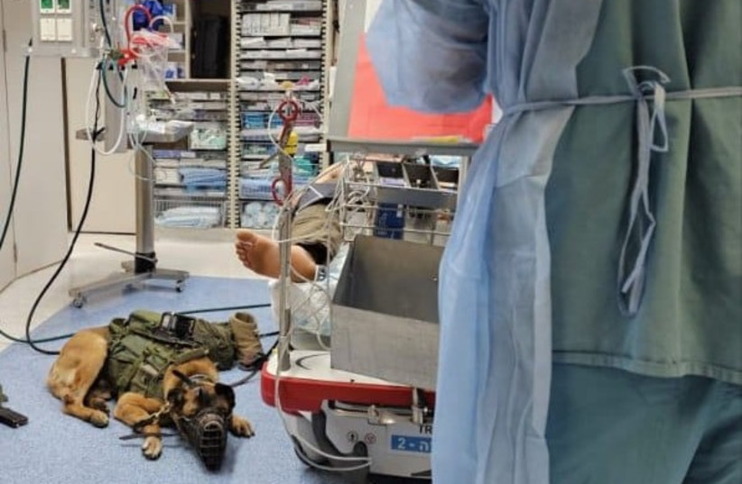  Dago the Oketz canine wounded at Jenin, rests beside his IDF handler to recover. (credit: RAMBAM HEALTH CARE CAMPUS)