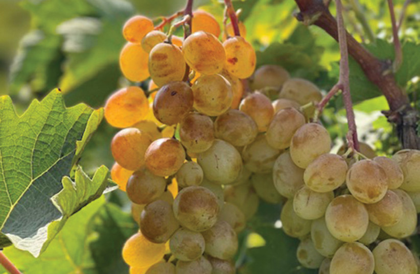  DABOUKI, AN indigenous grape variety, produces large yellow grapes with a mottled skin. (credit: Ari Erle)