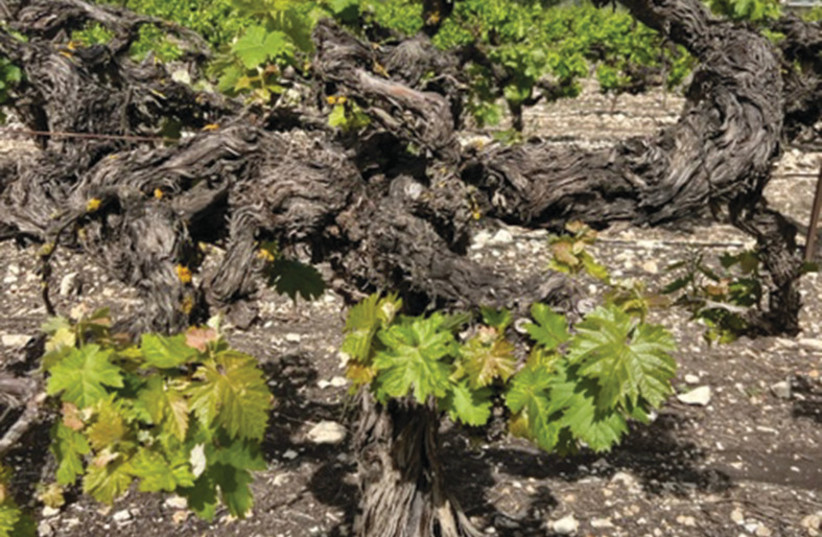 THE DABOUKI vineyard at Givat Nili was planted in 1972. The old vines are full of character.