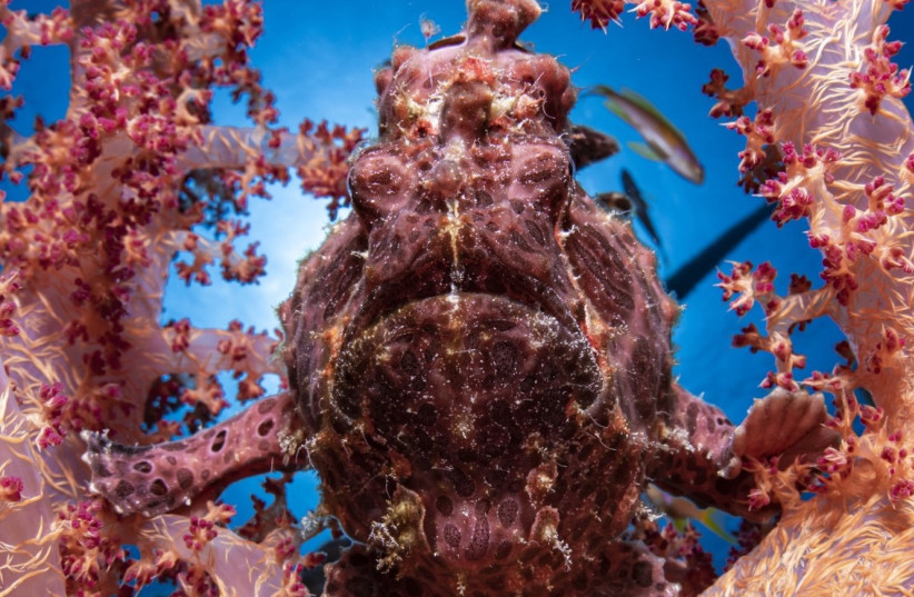 A photo in Eretz Israel Museum's 2023 nature photography competition