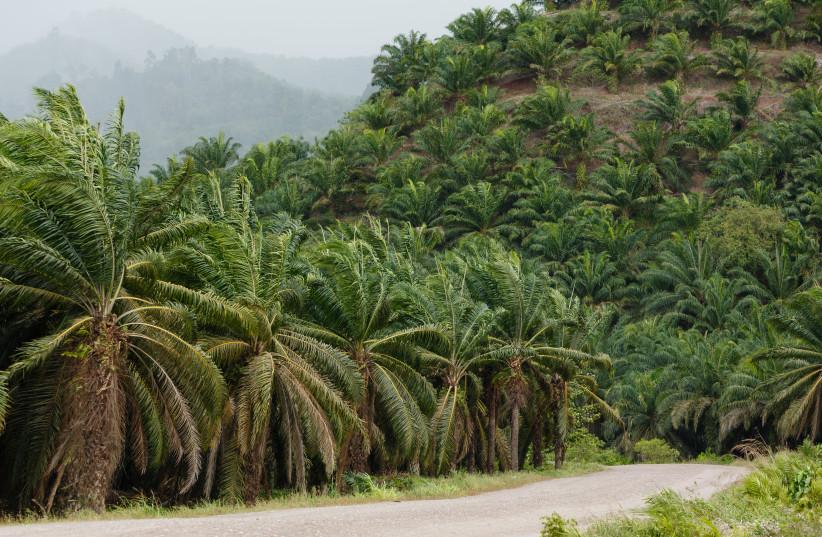  An oil palm plantation (credit: Wikimedia Commons)