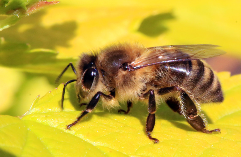  A honey bee (credit: Wikimedia Commons)