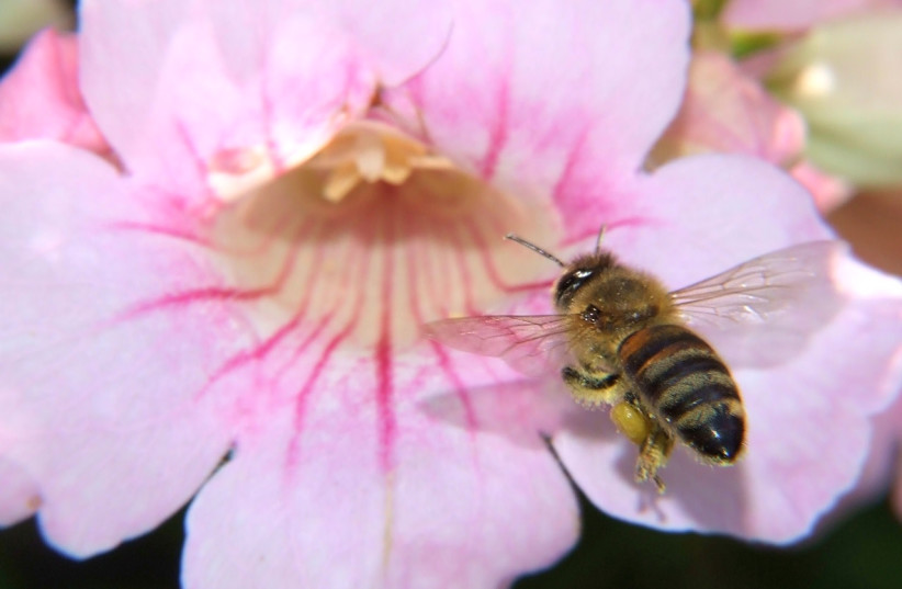  A honey bee landing on a flower (credit: WIKIPEDIA)