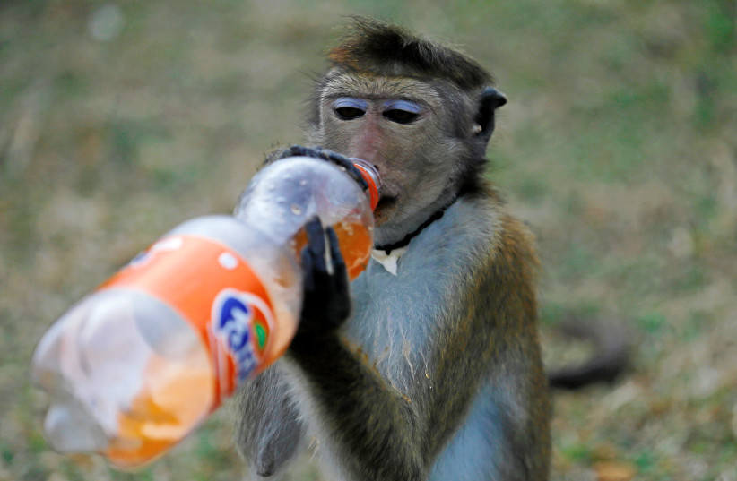 A performing monkey drinks a bottle of soft drink offered by a man on a road in Colombo, Sri Lanka July 15, 2016 (credit: DINUKA LIYANAWATTE/REUTERS)
