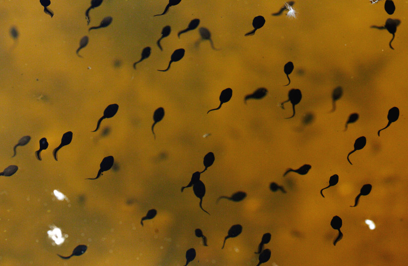 Tadpoles wriggle in the Bressone pond at the Chalet-a-Gobet in Lausanne May 11, 2012 (credit: DENIS BALIBOUSE/REUTERS)