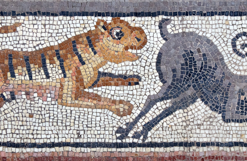  Border scene of a tiger chasing ibex - from the inscription mosaic in the Huqoq synagogue, June 2023.  (credit: JIM HABERMAN)