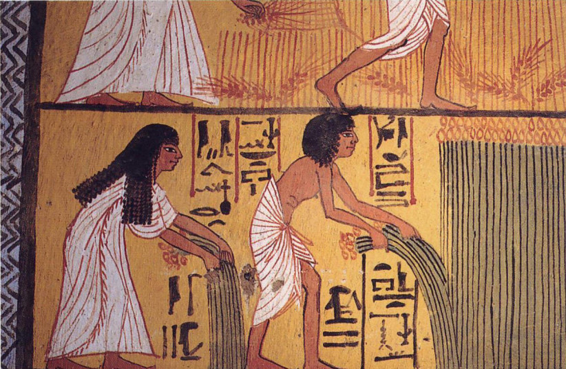 A wall-painting from the tomb of Sennedjem, an Egyptian craftsman, depicting the deceased and his wife Iyneferti blissfully harvesting their fields in the afterlife. Deir el-Medina, near Thebes.