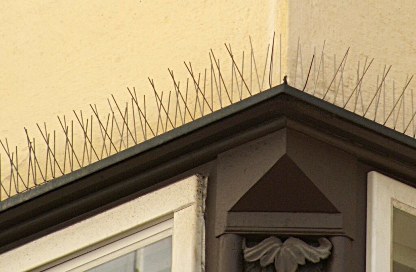  Illustrative image of anti-nesting spikes meant to prevent birds from roosting on areas. (credit: Wikimedia Commons)