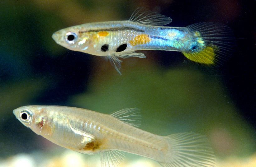  Illustrative image of Trinidadian guppy fish. (credit: Wikimedia Commons)