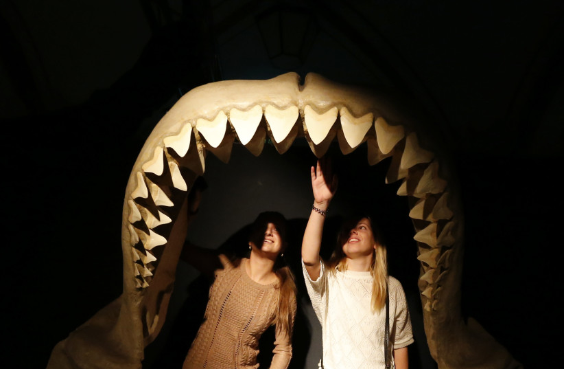 Women stand inside the jaws of a megalodon, an extinct species of the shark, as they visit the international exhibition titled ''Planet Shark: Predator or Prey'' at the Military-Historical Museum of Artillery, Engineer and Signal Corps in St. Petersburg, October 31, 2013. The exhibition includes colle (credit: REUTERS/ALEXANDER DEMIANCHUK)