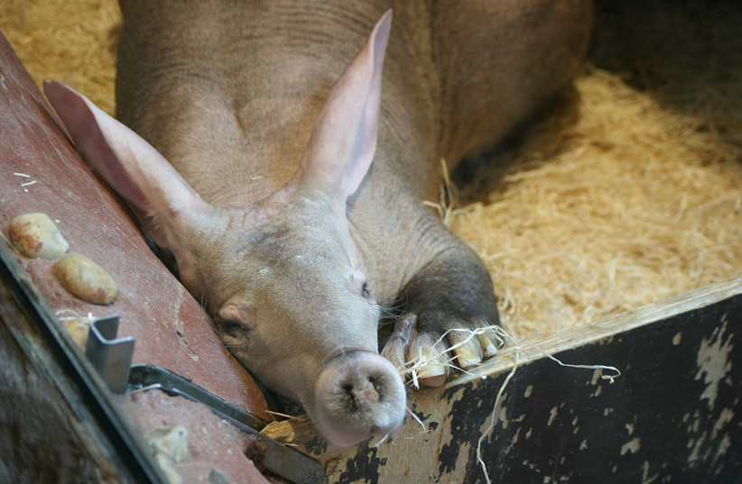  An aardvark is seen looking up in this illustrative image. (credit: Wikimedia Commons)
