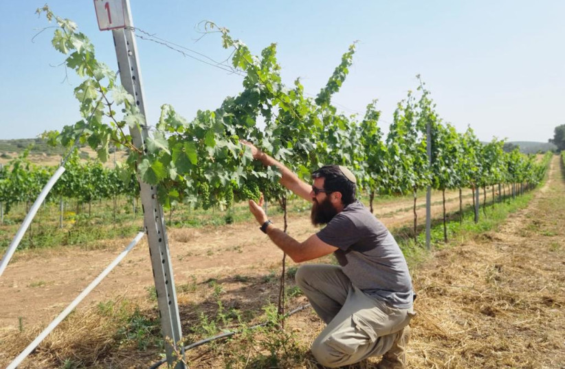  EXPERTS WILL care for the Anava project’s vines. (credit: Anava Vineyards)