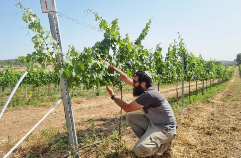 EXPERTS WILL care for the Anava project’s vines.