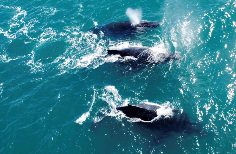 Humpback whales swim at the coast of Ilhabela, state of Sao Paulo, Brazil July 23, 2023. (credit: REUTERS/Leonardo Benassatto)