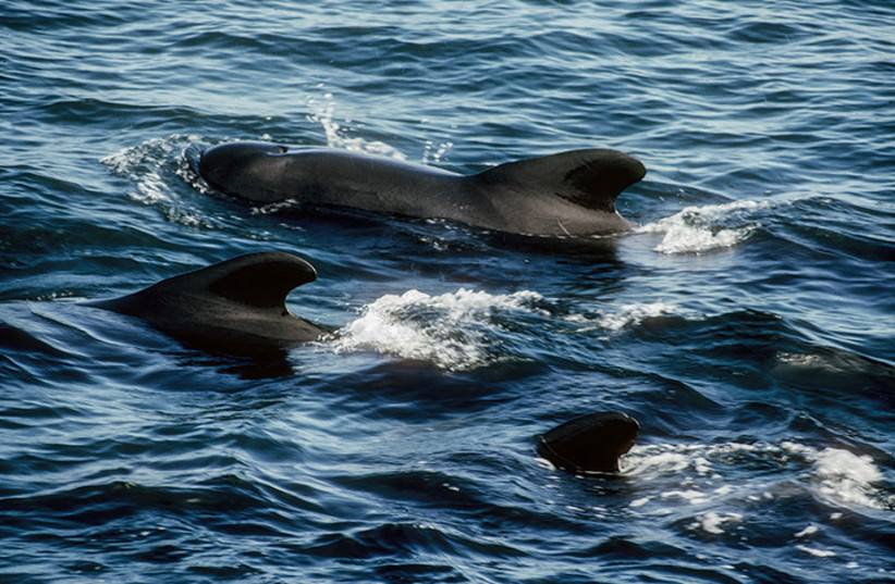  Pilot whales. (credit: Wikimedia Commons)